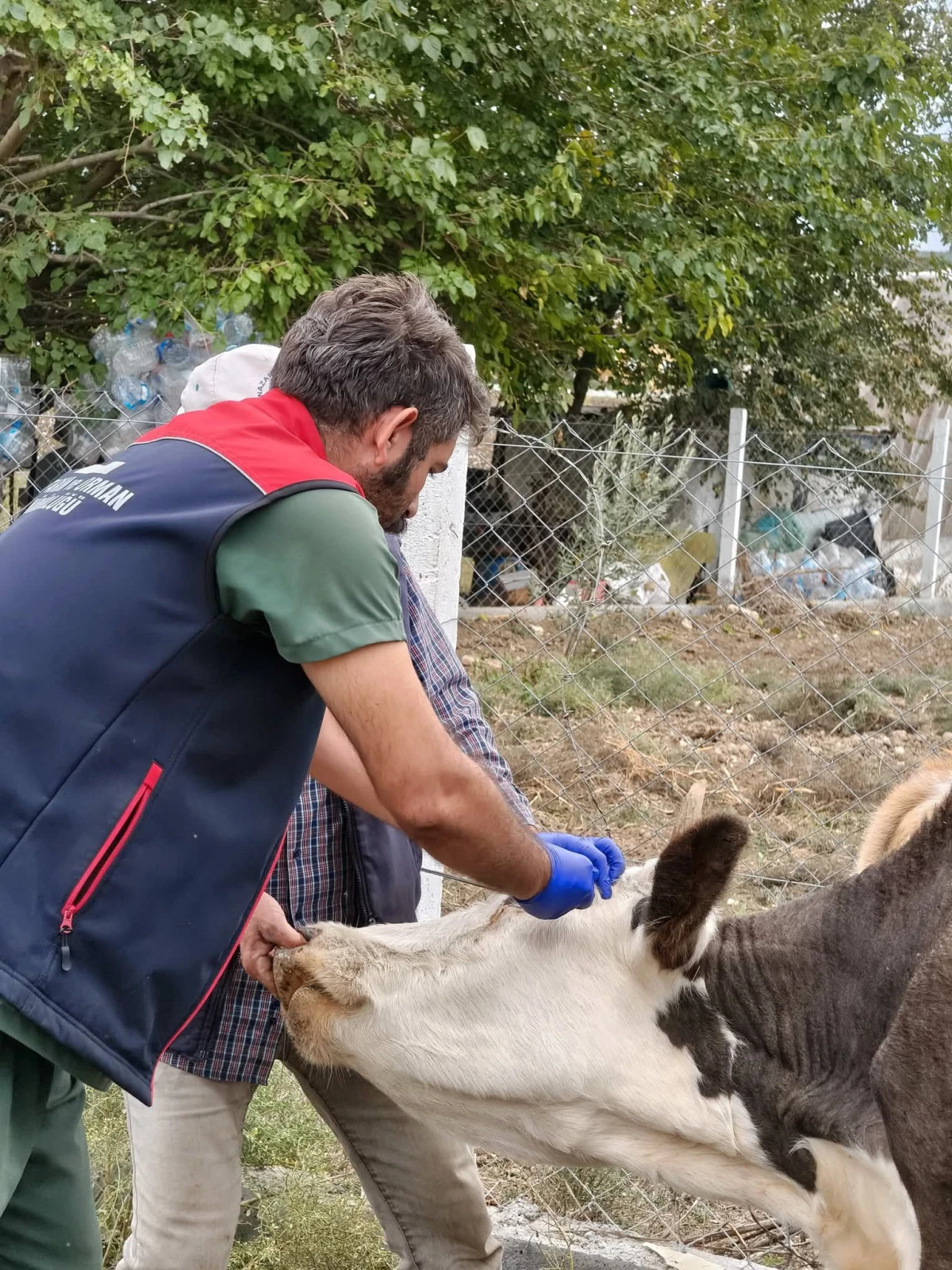 AYDIN’DA BİR ŞAP VAKASI DAHA!