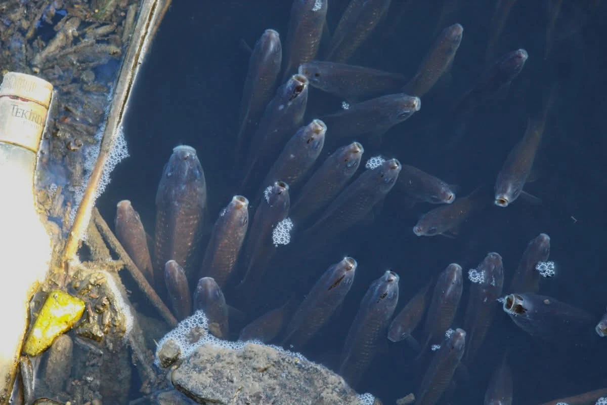 BAFA G&Ouml;L&Uuml;&rsquo;NDE ALARM VEREN G&Ouml;R&Uuml;NT&Uuml;LER! 