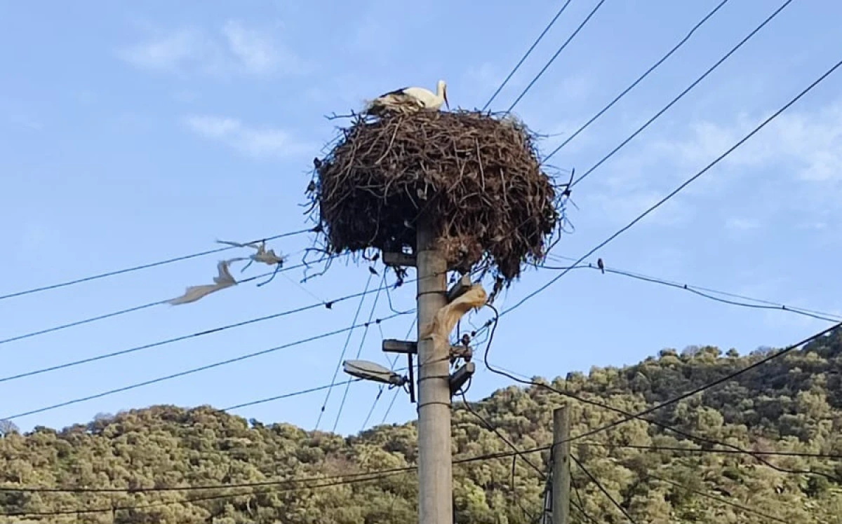 BAHARIN M&Uuml;JDECİSİ S&Ouml;KE&rsquo;YE GELDİ! 
