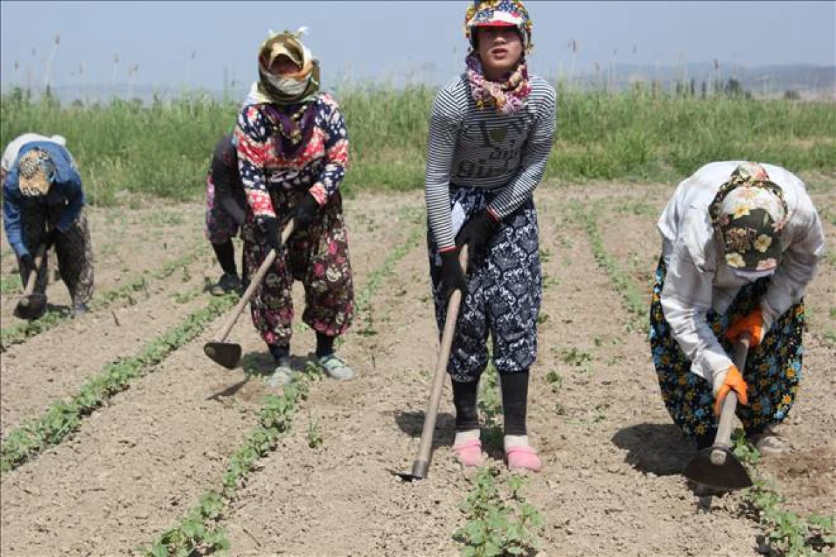 DAYIBAŞI DAHİL 1400 TL 