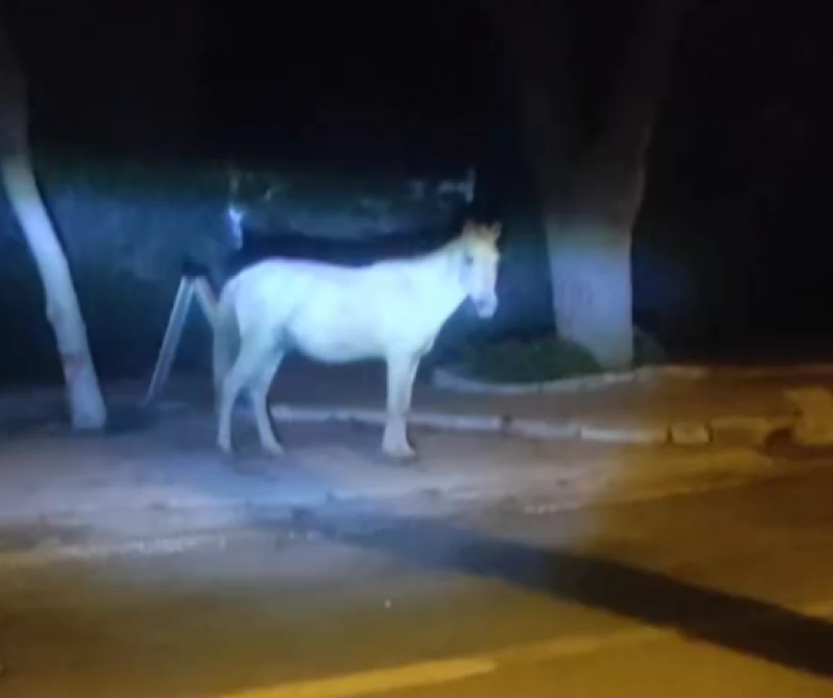GÜZELÇAMLI SOKAKLARINDA DOĞADAN GELEN SÜRPRİZ! 