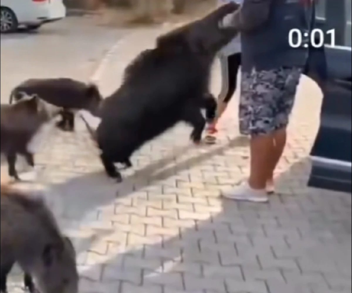 GÜZELÇAMLI'DA DOMUZ PANİĞİ! 