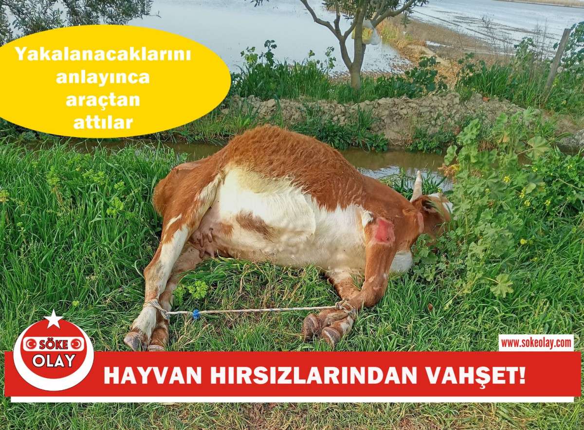 HAYVAN HIRSIZLARINDAN VAHŞET!