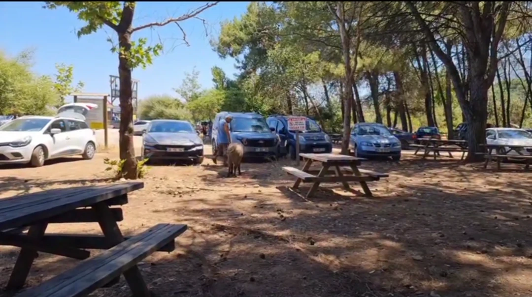 KUŞADASI MİLLİ PARKI &Ouml;NCE ŞAŞIRTIYOR, SONRA G&Uuml;L&Uuml;MSETİYOR!