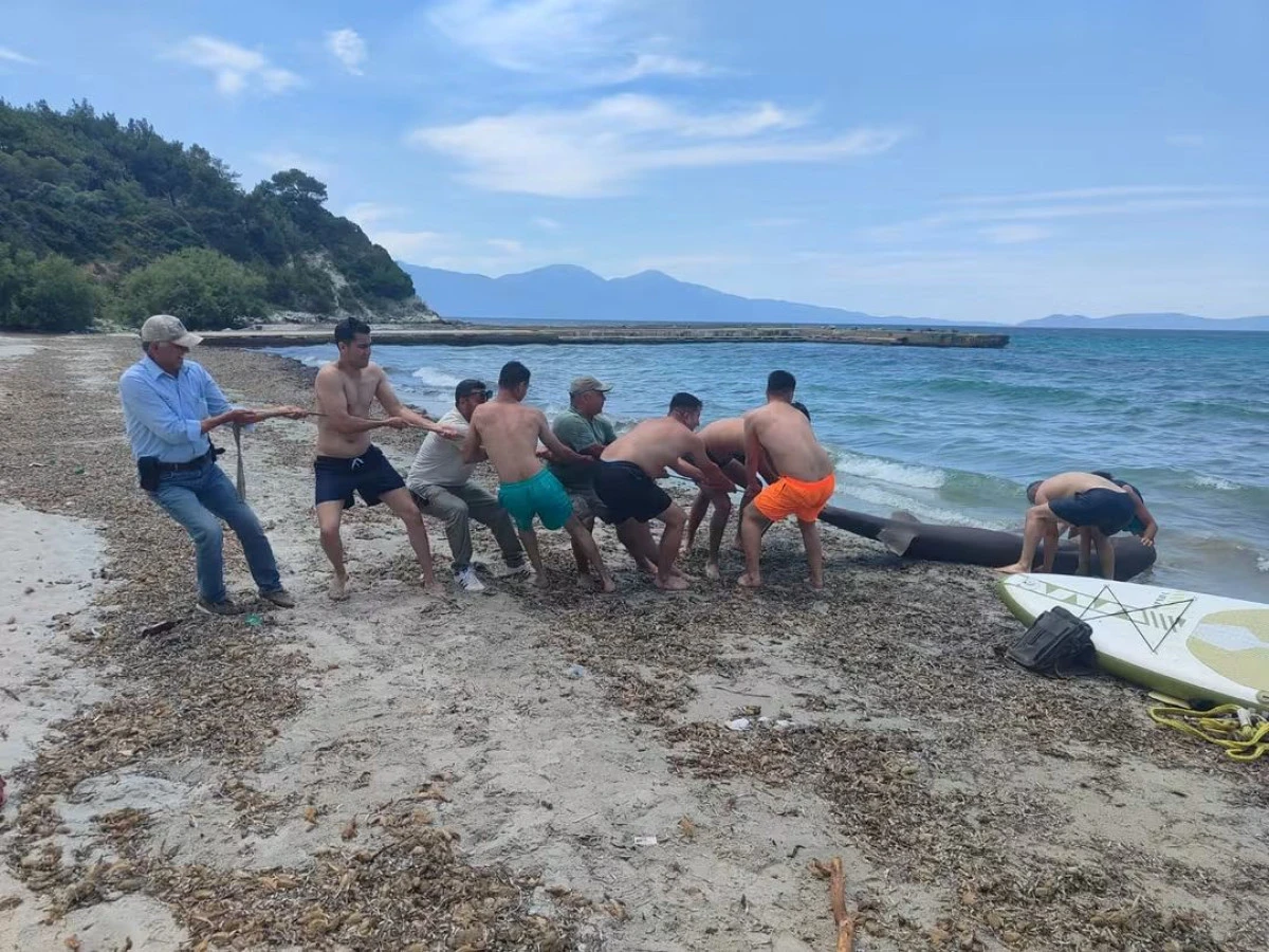 KUŞADASI'NDA 4 METRELİK K&Ouml;PEKBALIĞI KIYIYA VURDU!