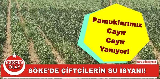 PAMUKLARIMIZ CAYIR CAYIR YANIYOR!