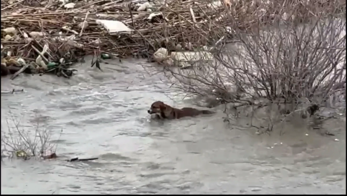 SEL SULARINDA YAŞAM SAVAŞI!