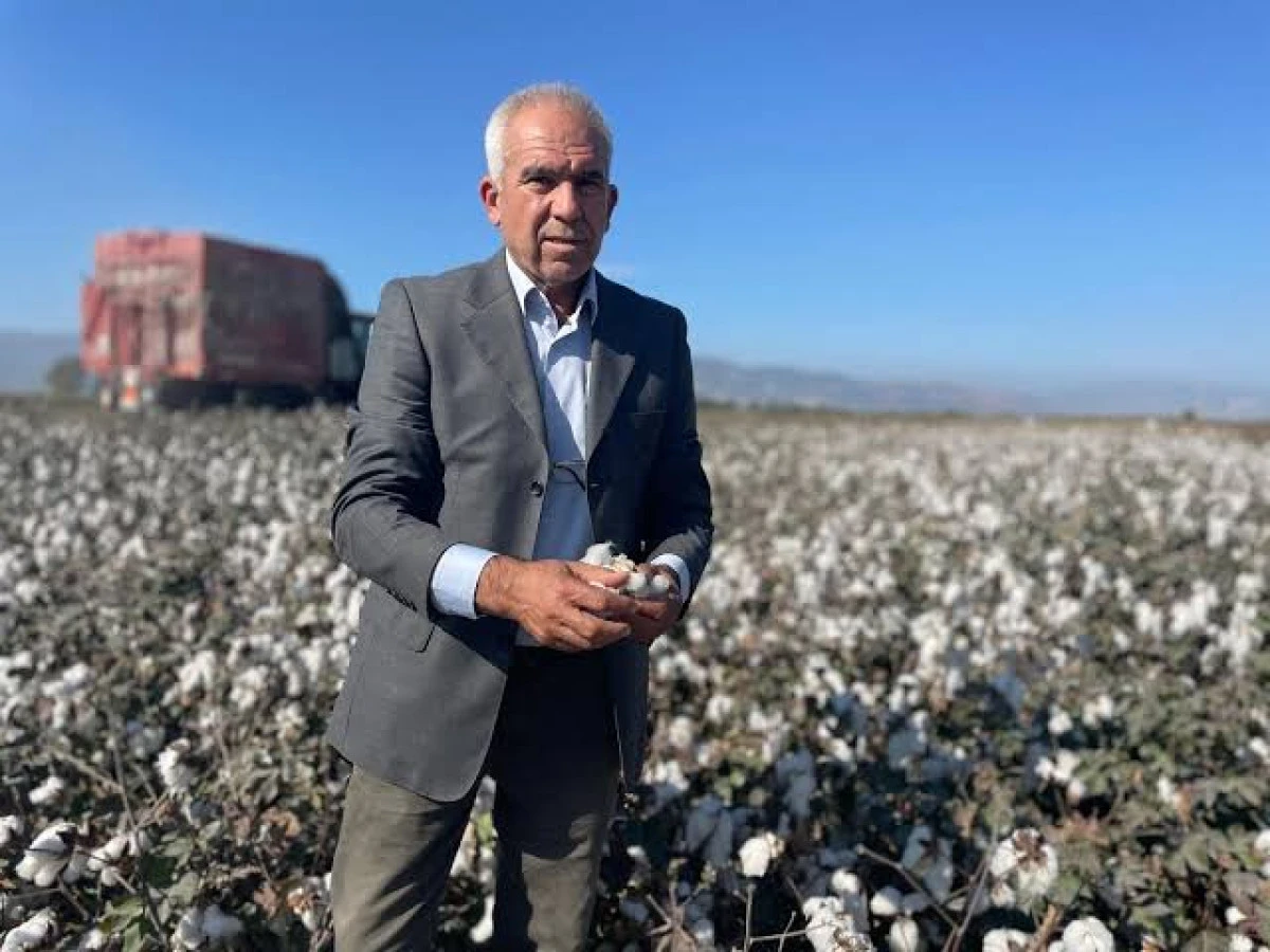 SÖKE OVASI’NDA PAMUK KRİZİ DERİNLEŞİYOR!