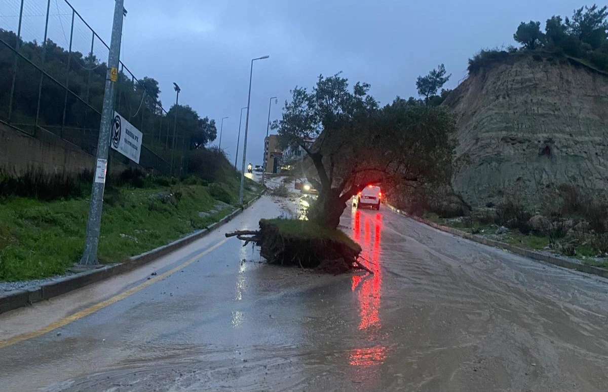 S&Ouml;KE&rsquo;DE BİR AĞA&Ccedil; DAHA YOLA İNDİ!