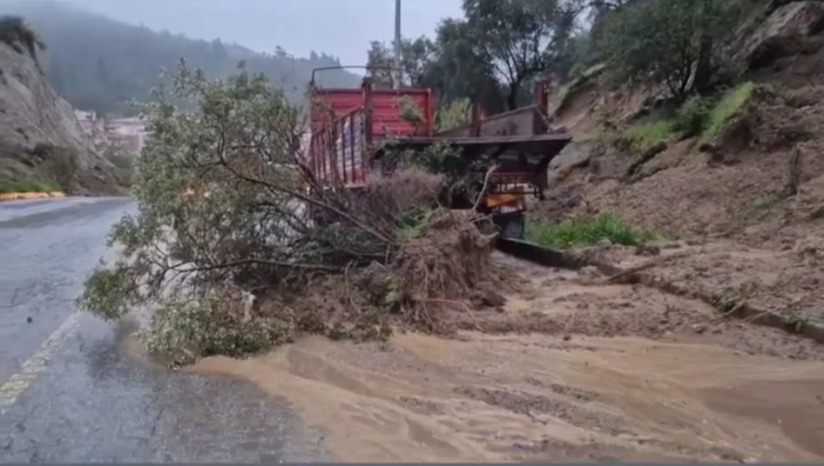 S&Ouml;KE&rsquo;DE BİR ZEYTİN AĞACI DAHA YOLA İNDİ! 