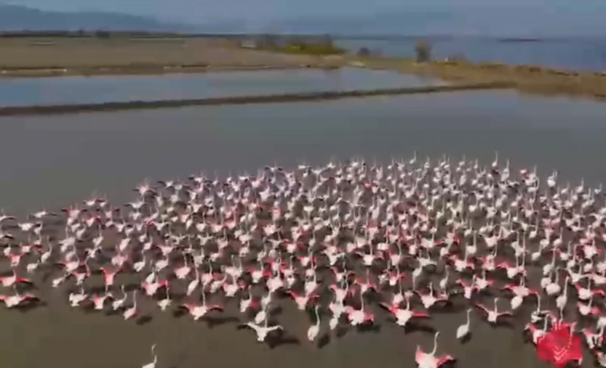 S&Ouml;KE&rsquo;DE FLAMİNGOLARA VAKIFLAR DESTEĞİ! 