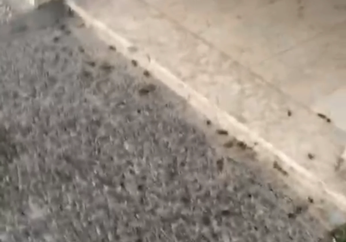 SÖKE’DE KOÇLAR CADDESİ’Nİ HAMAM BÖCEKLERİ BASTI! 