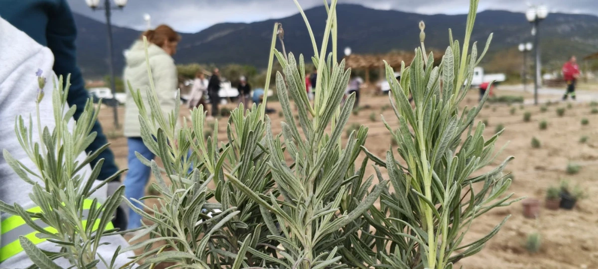 S&Ouml;KE&rsquo;DE MOR D&Ouml;N&Uuml;Ş&Uuml;M BAŞLADI! 