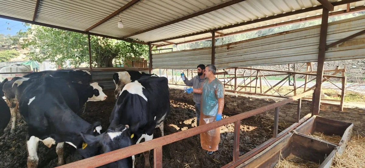 SÖKE’DE ŞAP ALARMI! 