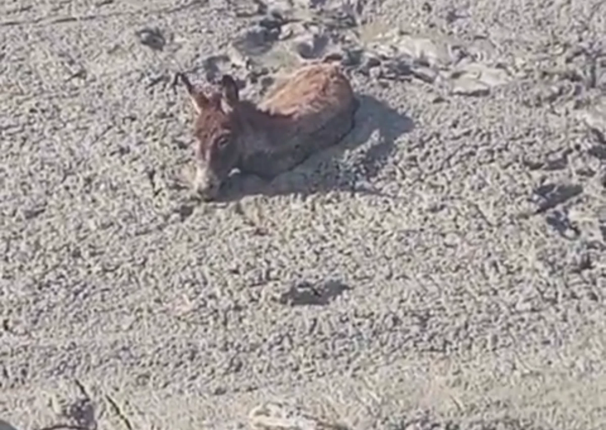 S&Ouml;KE'DE VİCDANLARI SIZLATAN G&Ouml;R&Uuml;NT&Uuml;!