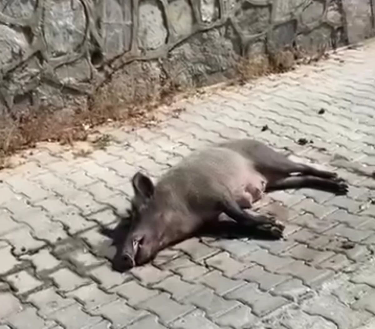 SÖKE’DE YÜREK BURKAN MANZARA! 
