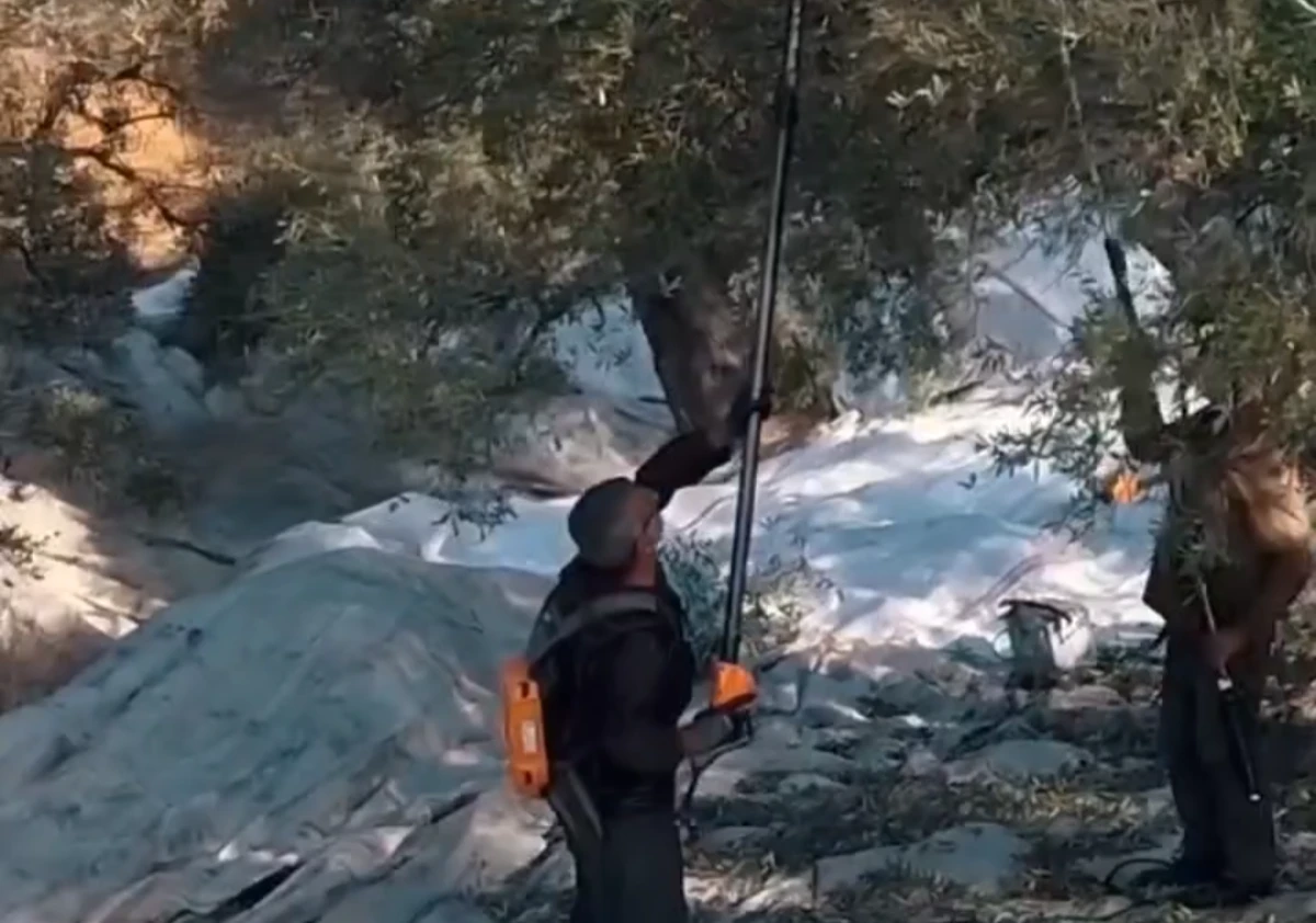 S&Ouml;KE&rsquo;DE ZEYTİN &Uuml;RETİCİLERİ İSYANDA! 