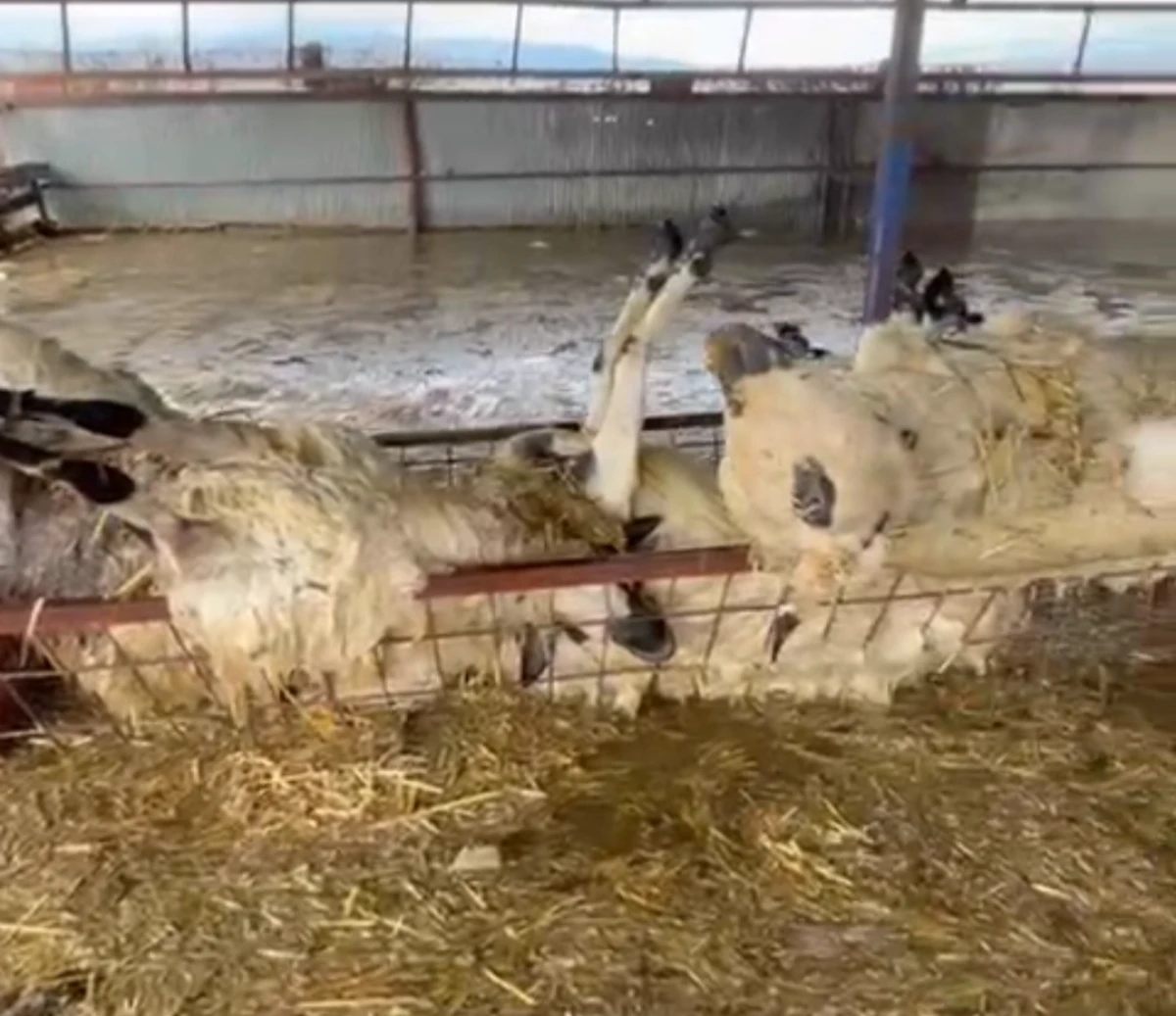 S&Ouml;KE&rsquo;DEKİ TAŞKINDA &Ccedil;İFTLİKLER ZARAR G&Ouml;RD&Uuml;