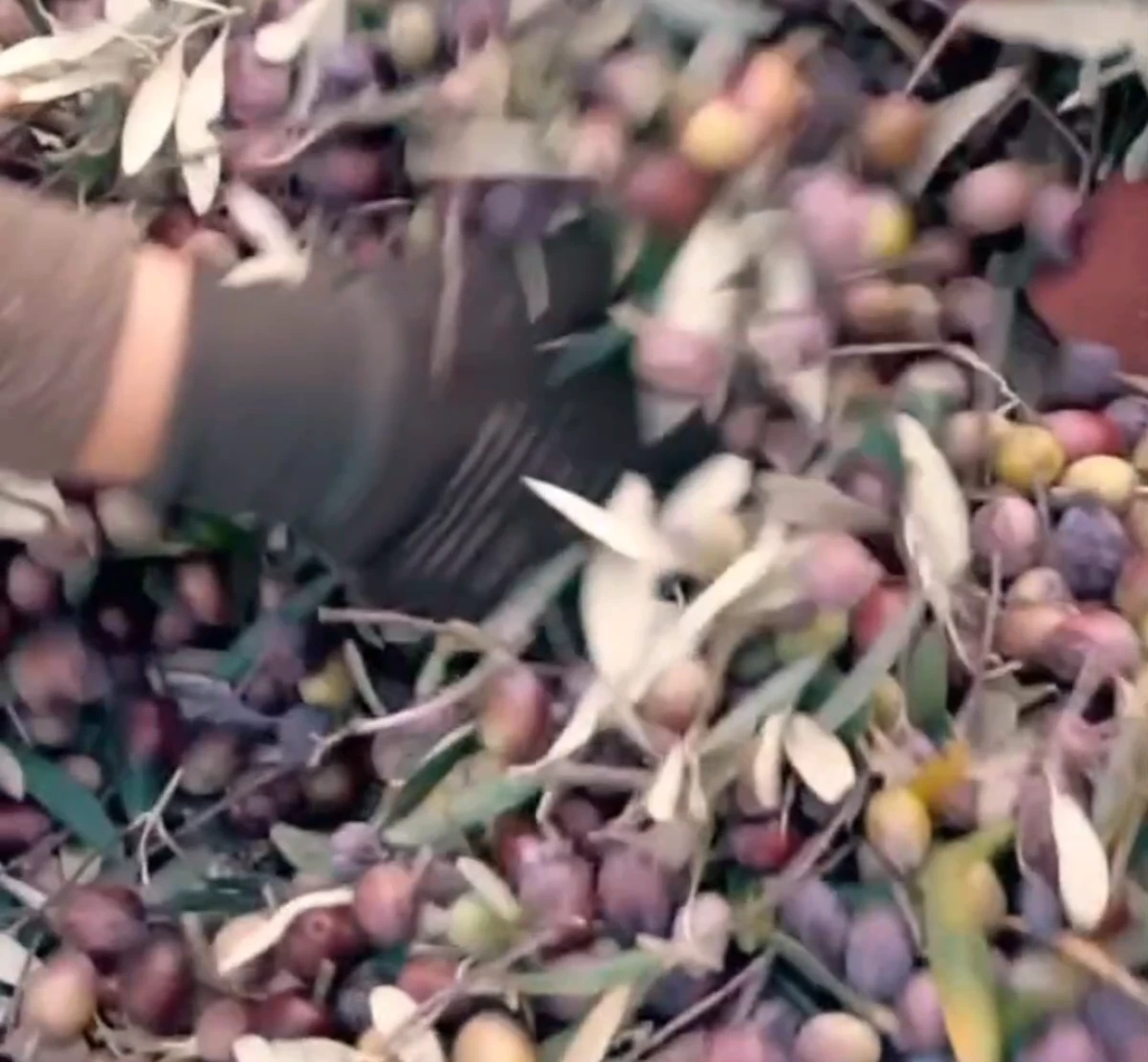 TARİŞ&rsquo;TE FİYAT KRİZİ! 