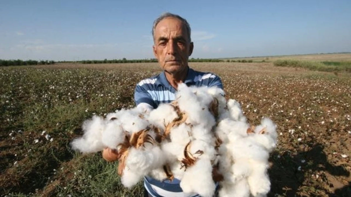 TARLADA KRİZ B&Uuml;Y&Uuml;YOR!