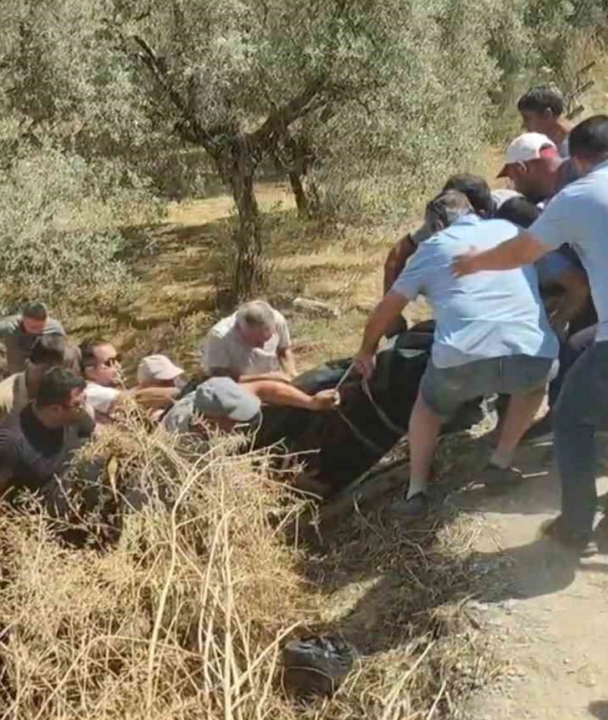 ZEYTİNLİKTE TRAKTÖR FACİASI